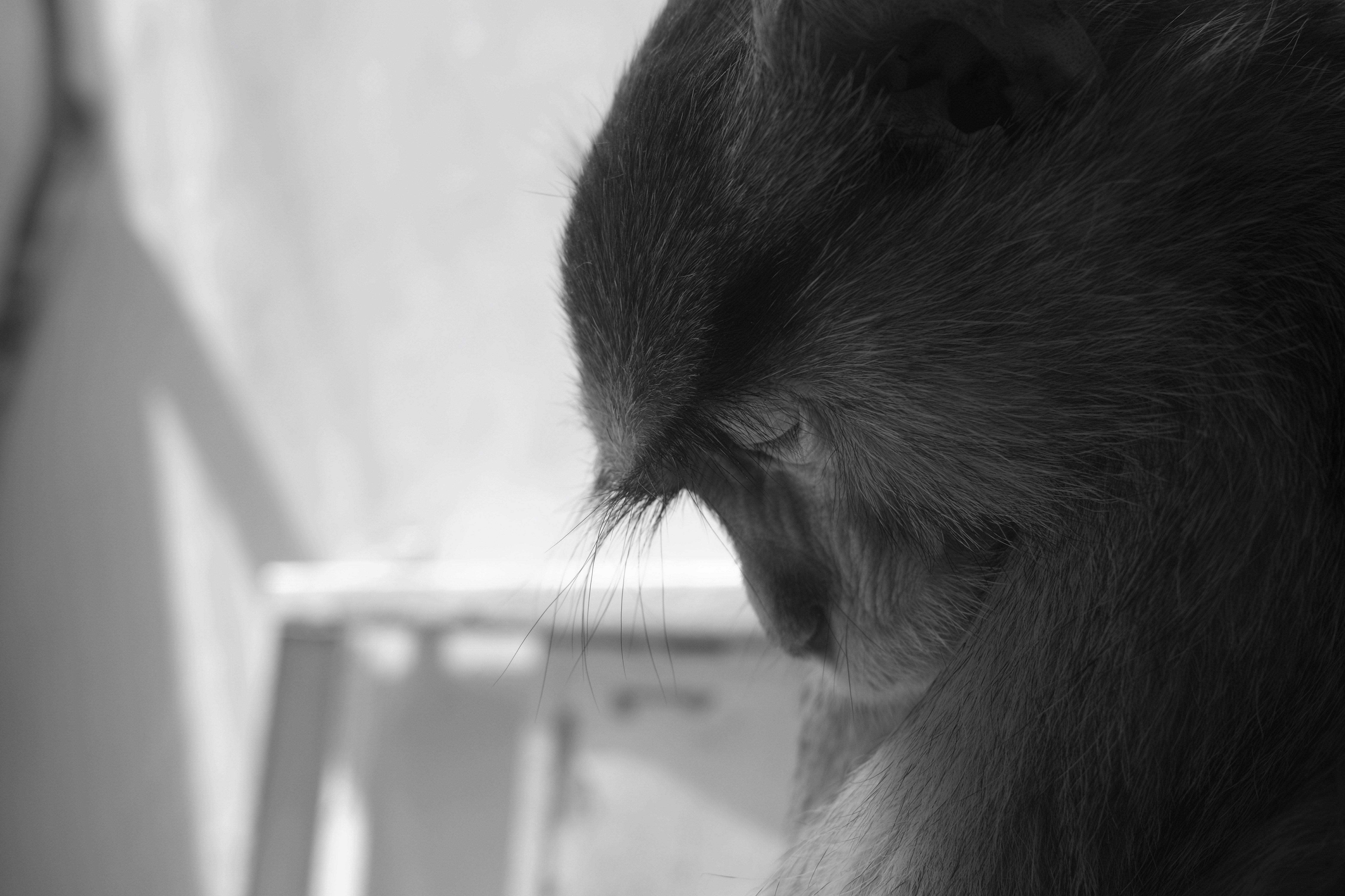 monkey on window in grayscale photography
